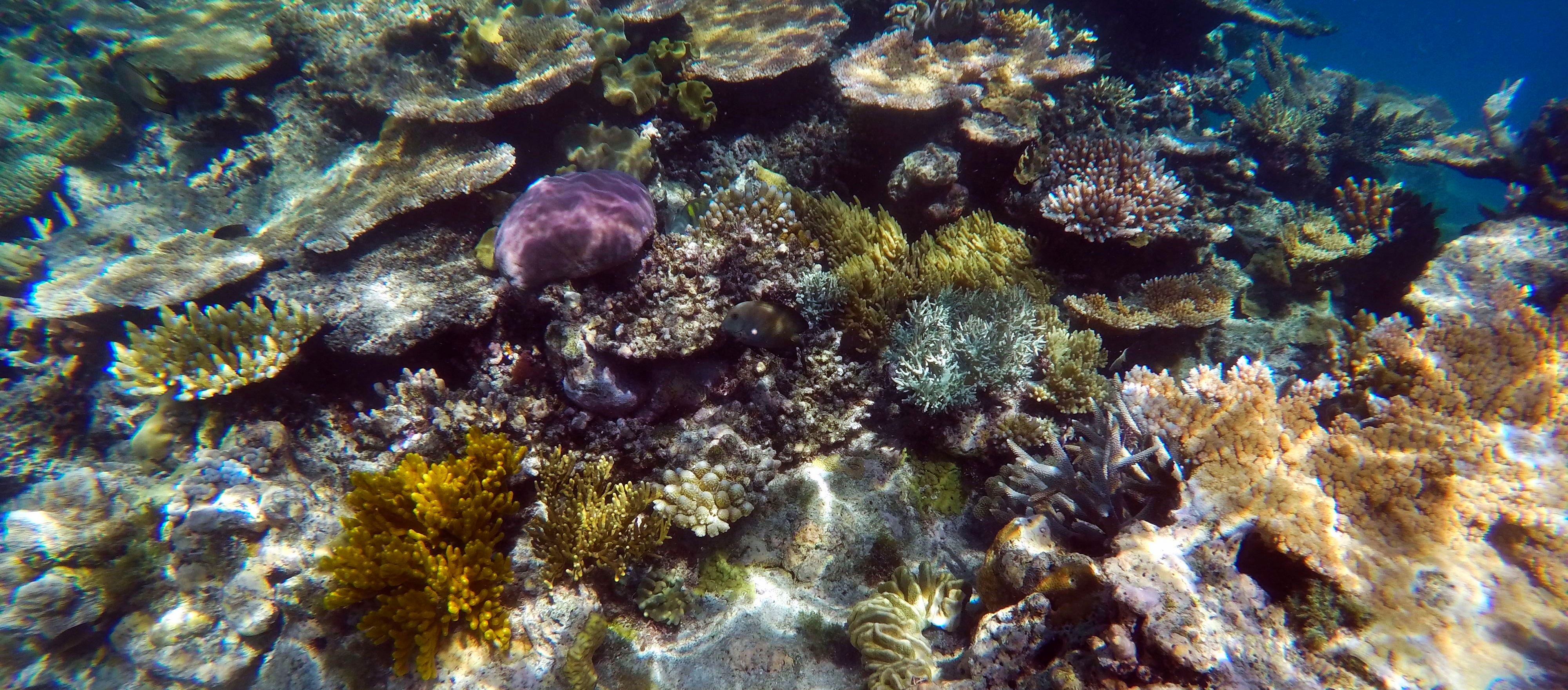 Does the Great Barrier Reef Live up to the Hype?